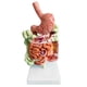 thumbnail image 1 of Modelo del sistema digestivo humano Anatomía del estómago Intestino grueso, 1 of 6