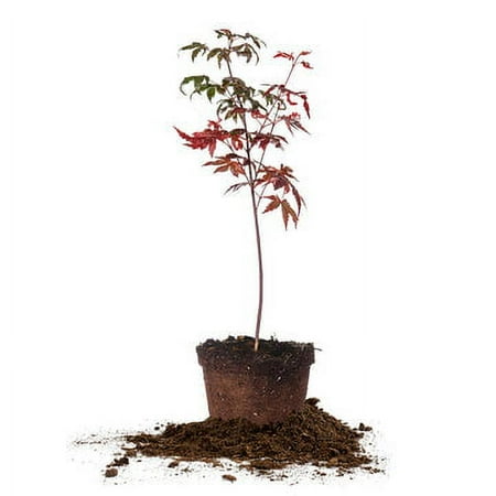 Cricket's Nursery Bloodgood Japanese Maple Tree Live Trees, Unique And Vibrant Fall Color