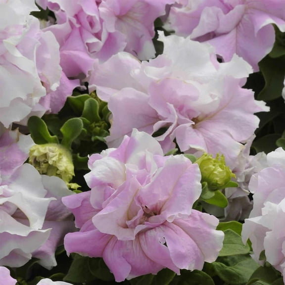 Petunia - Double Cascade Series Flower Garden Seed - 1000 Pelleted Seeds - Orchid Mist Blooms - Annual Flowers - Double Grandiflora Petunias