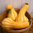thumbnail image 2 of TomorrowSeeds - Orange Striped Cushaw Seeds - 20+ Count - For 2026 Planting Southern Kershaw Pumpkin, 2 of 9