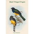 thumbnail image 1 of Trogon Melanopterus - Black Winged Trogon-Fine Art Canvas Print (20" x 30"), 1 of 1