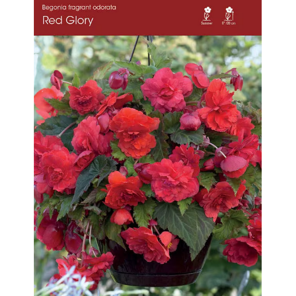 3 Odorata Red Glory Begonia Bareroot