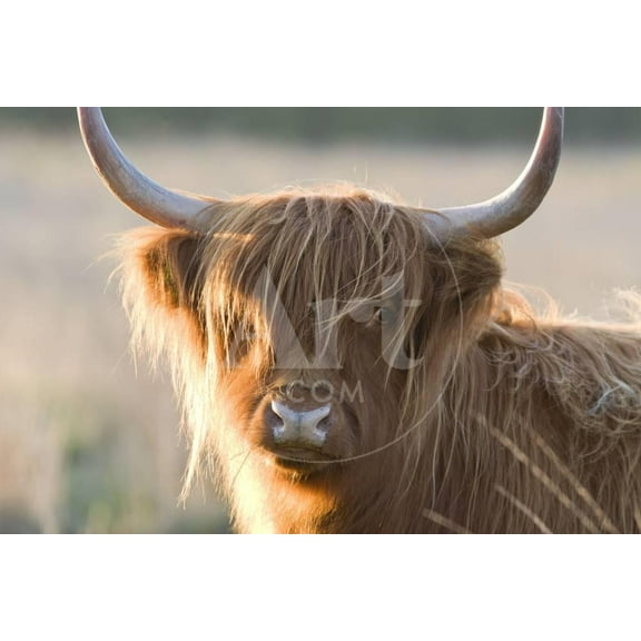 Highland Cattle, Animals Scenic Unframed Photographic Print Wall Art Sold by Art.Com