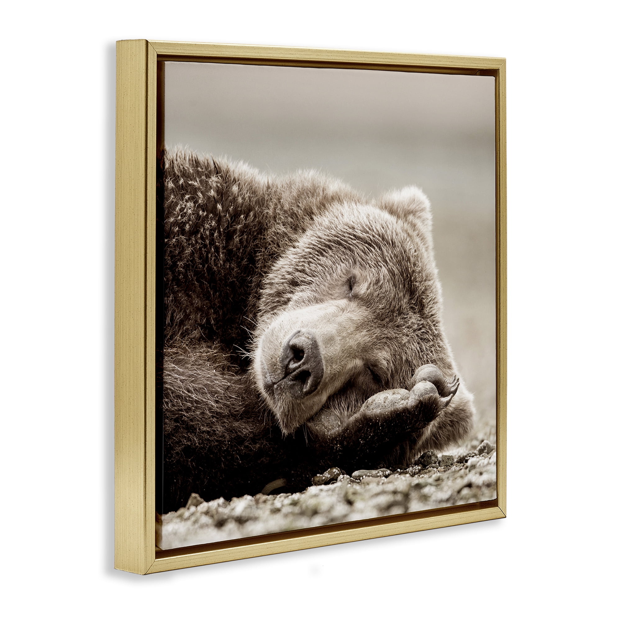Stupell Industries Cozy Sleeping Bear Animals & Insects Photography Gold Floater Framed Canvas Art Print Wall Art, 18 x 18