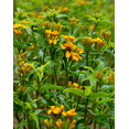 thumbnail image 3 of Set of 2 Mexican Tarragon Live Herb Plants, 4–9 Inch Tall Well-Rooted Mexican Mint Marigold for Outdoor Garden Beds & Containers, 3 of 7