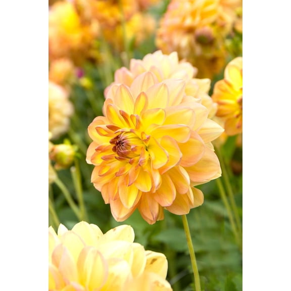 Happy Go Lucky Dahlia - Dinnerplate Fimbriata Flower - #1 Size Root Clump