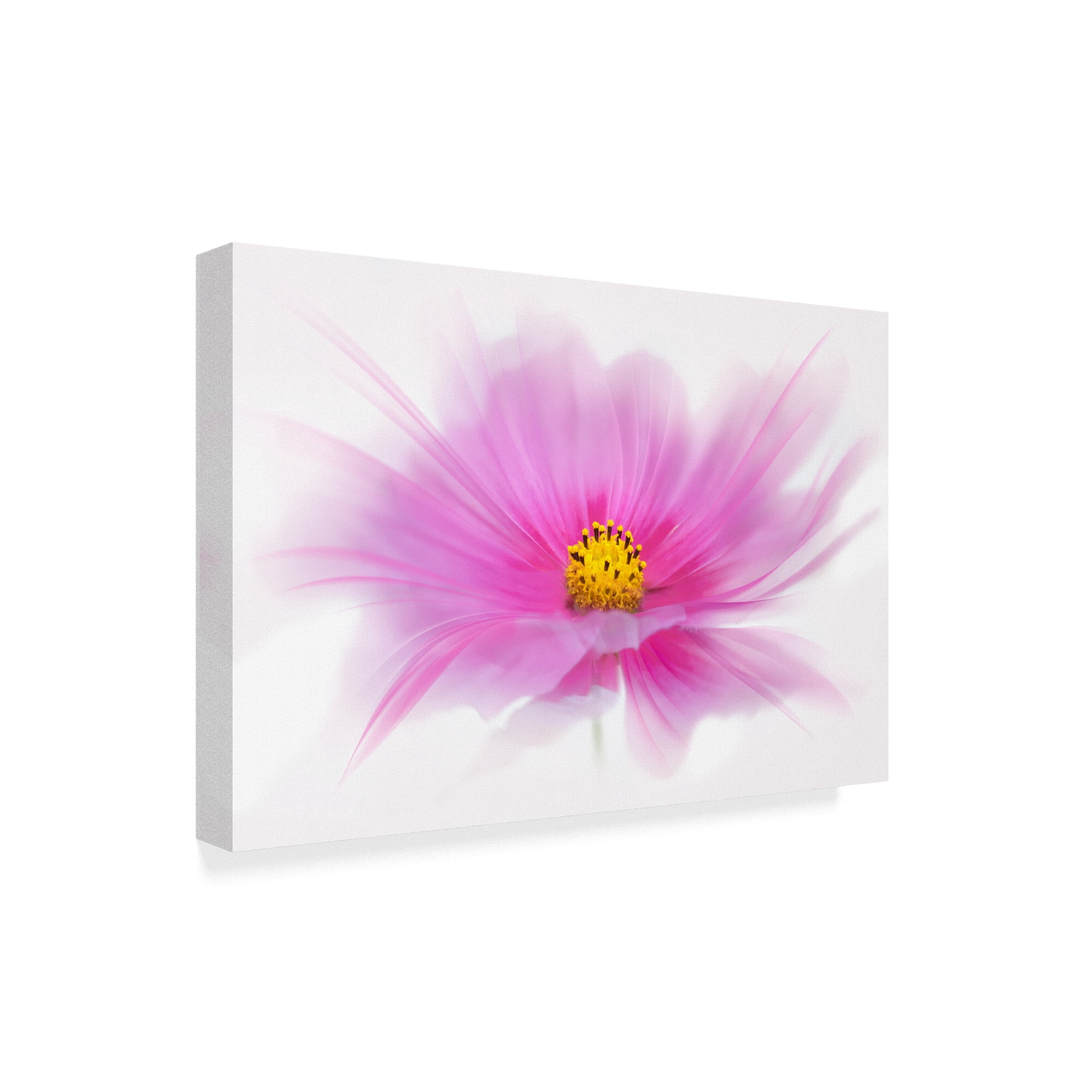 Trademark Fine Art 'Dancing Flower Deep Pink Cosmos' Canvas Art by Cora Niele