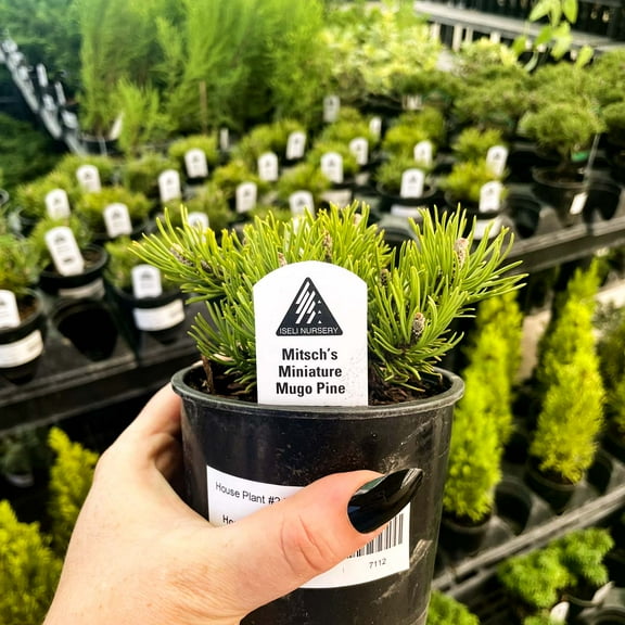 Mitsch's Mini Mugo Pine