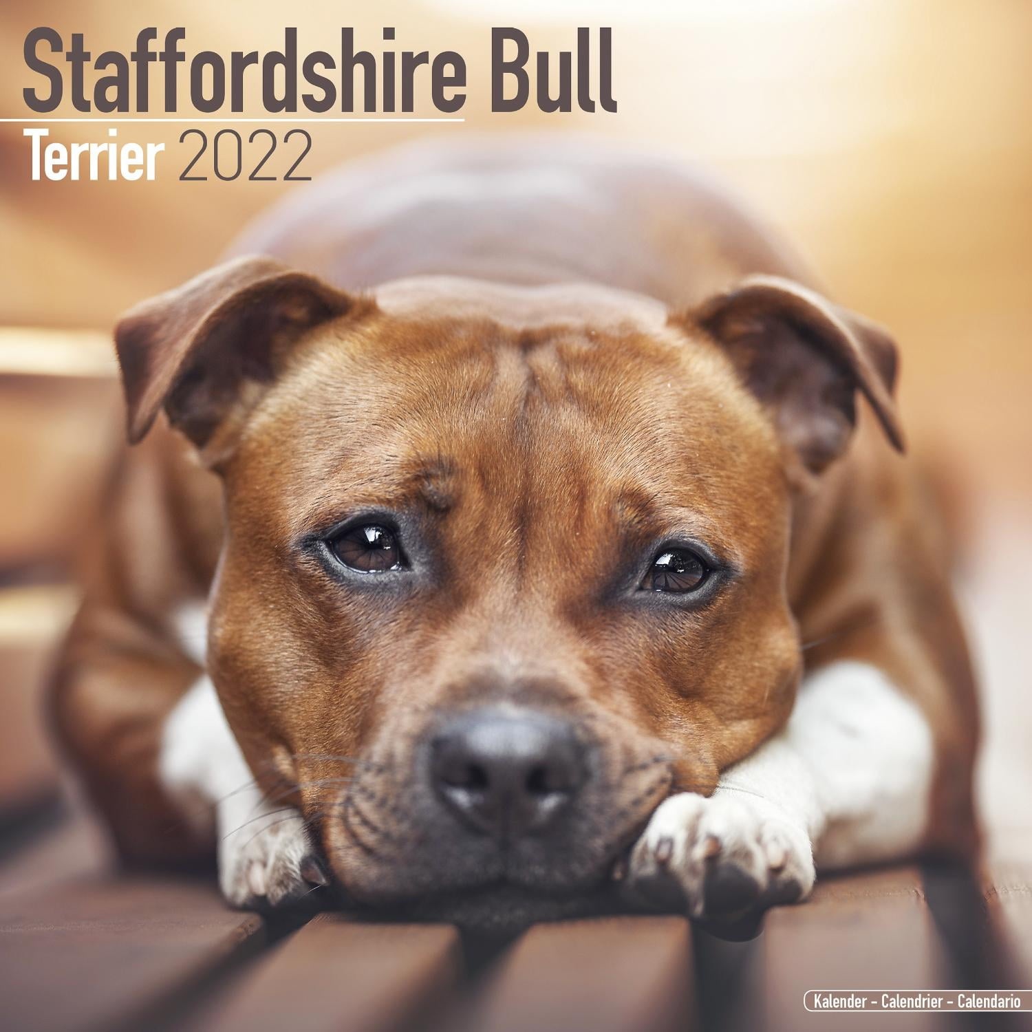 Staffordshire Bull Terrier Calendar 22 Staffordshire Bull Terrier Dog Breed Calendar Staffordshire Bull Terriers Premium Wall Calendar 22 Walmart Com