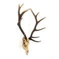 thumbnail image 3 of Zentique SHI017 Deer Skull Wall Decor- 32.5 x 45.5 x 18.3 in., 3 of 3