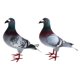 thumbnail image 2 of Adornos de paloma artificial shamjiam Figuritas de pájaros realistas 2 uds estilo C, 2 of 8