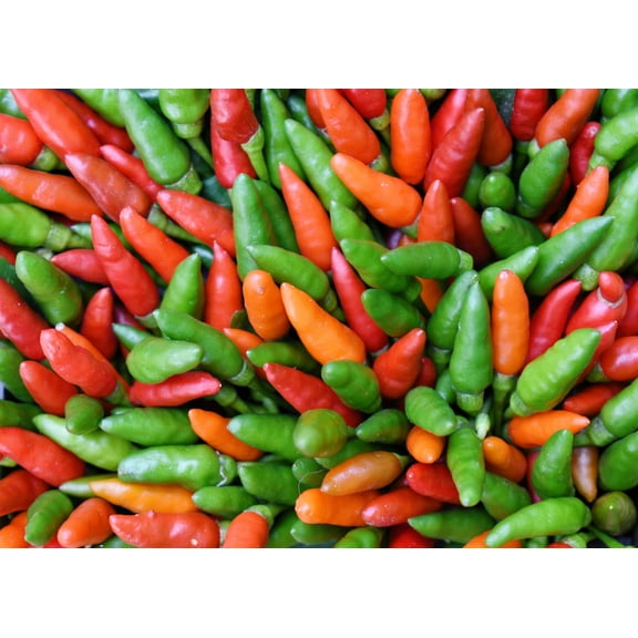 30 Seeds BIRDS Eye CHILI PEPPER (Chiltepin Pepper) Capsicum Frutescens Vegetable Seeds