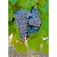 thumbnail image 2 of Lee Peterson 18x24 Gallery Wrapped Canvas Wall Art Titled - Cougar Winery Grapes I, 2 of 4