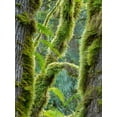 thumbnail image 2 of Wild, Jamie and Judy 19x24 White Modern Wood Framed Museum Art Print Titled - Washington State-Tiger Mountain-Moss covered fir trees, 2 of 4