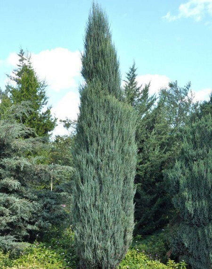 Sky Rocket Blue Juniper Tree - Live Plant - ( 2.5 QT ) - Evergreen - Full Sun