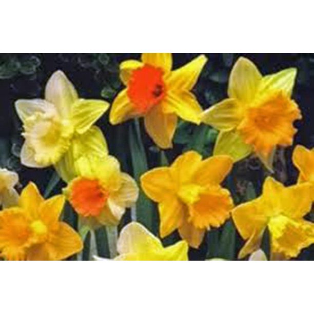 Daffodil, Bulb (10 Pack), Trumpet Mix, Perennial Daffodils, Bulbs