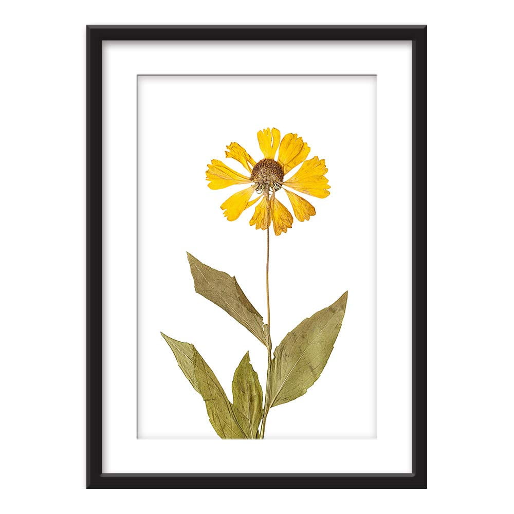 Wall26 Framed Wall Art Dried Plant Specimen Yellow Flower Giclee