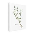 thumbnail image 2 of Emma Scarvey 'Herb Garden Sketches VI' Canvas Art, 2 of 3