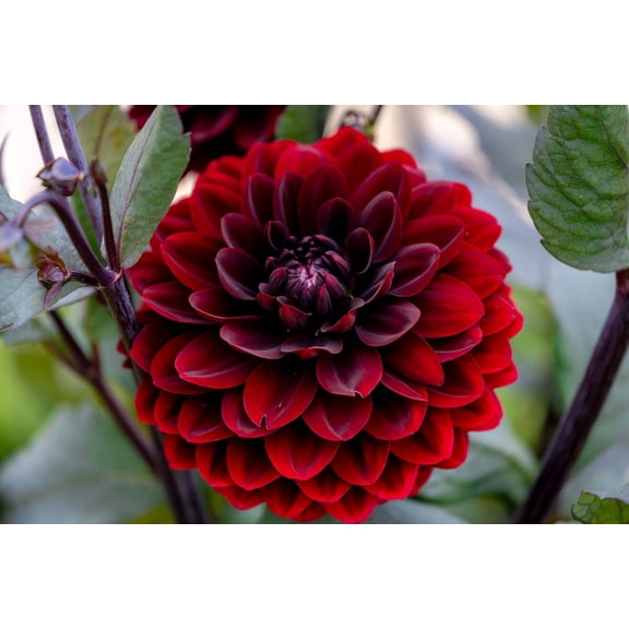 20 Dwarf Mixed Colors DAHLIA Variabilis Red Skin Mix Bicolor Flower Seeds