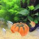 thumbnail image 4 of unbranded Adorno Acuario Resina Calabaza Para Paisajismo Y Peces, 4 of 6