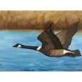 thumbnail image 3 of Canada goose - 36"x48" canvas - Print on demand, 3 of 5