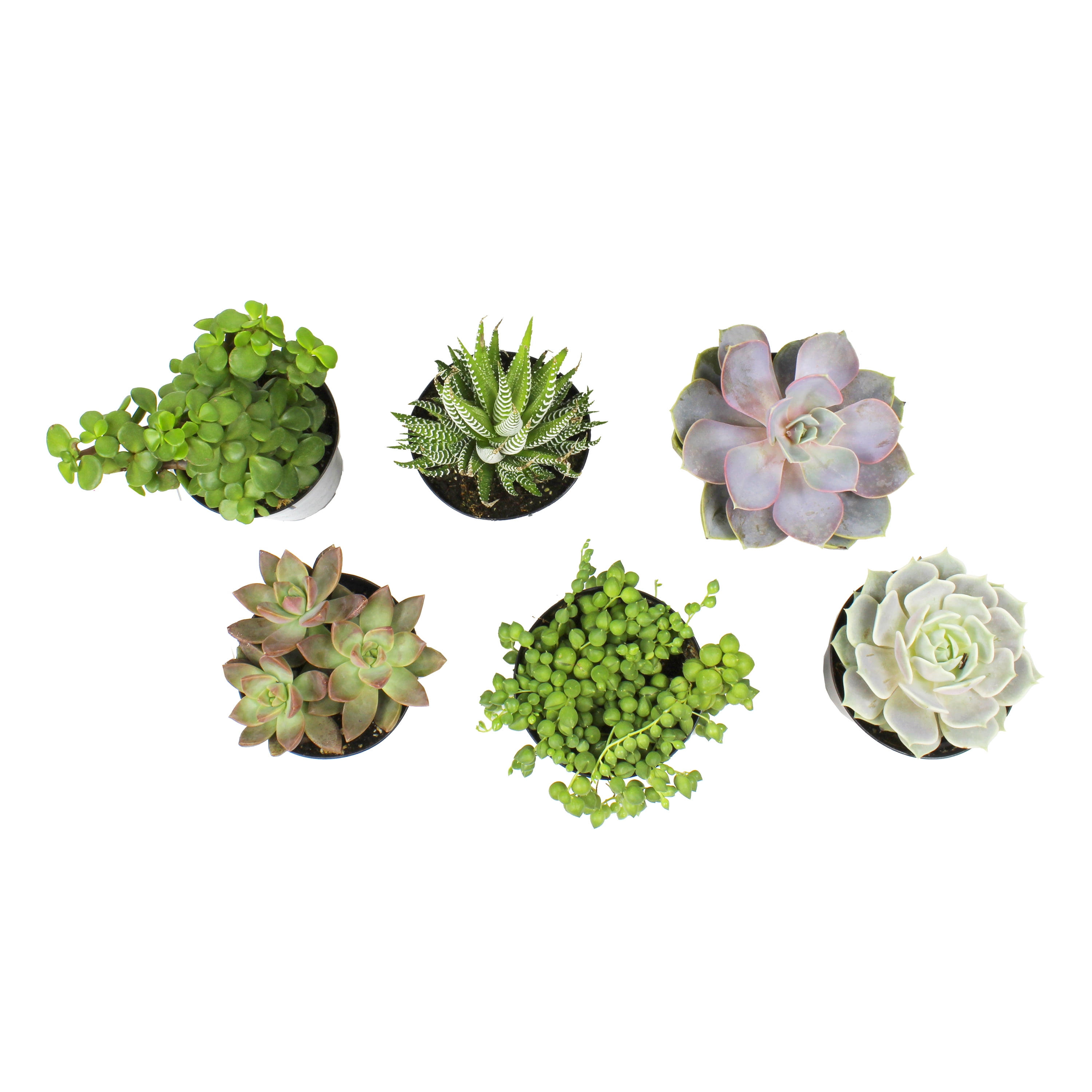 Element by Altman Plants Succulent Plants 6-Pack - Live Succulents Plants - Full Sun - 3.5-Inch Pots