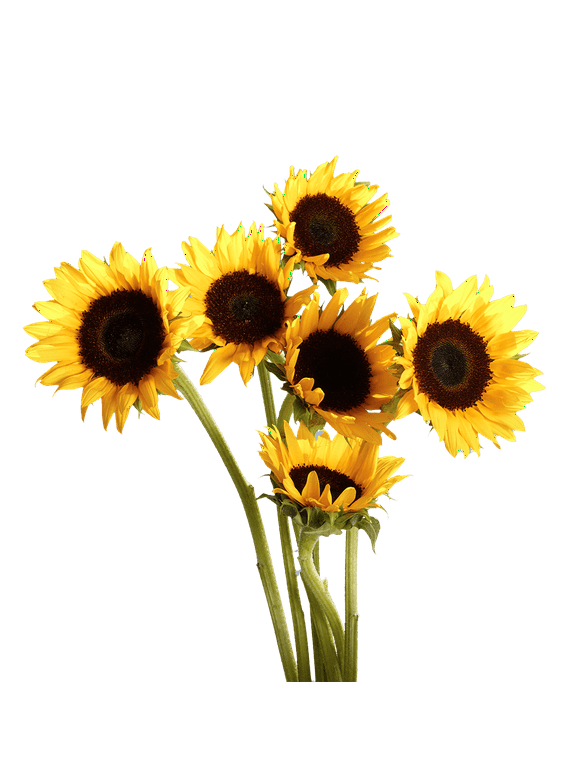 Sunflowers in Flowers