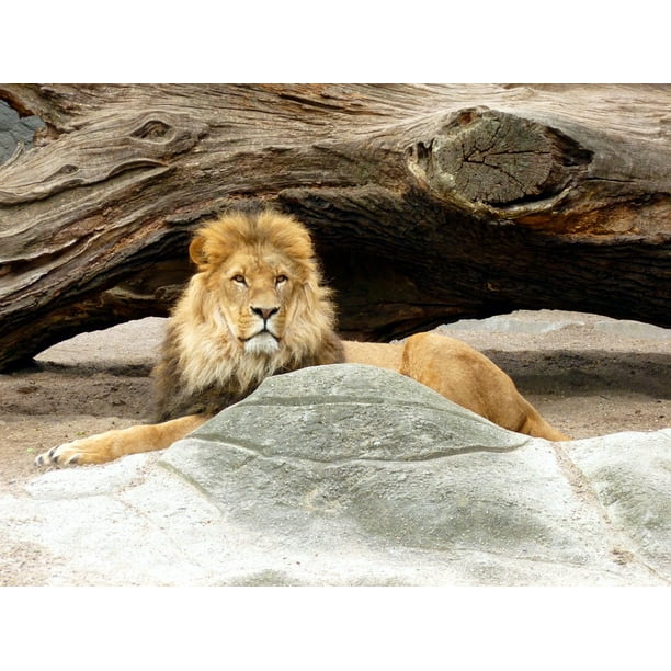 Lion King Of The Beasts Lions Male Lion S Mane Inch By 30 Inch Laminated Poster With Bright Colors And Vivid Imagery Fits Perfectly In Many Attractive Frames Walmart Com Walmart Com Lion King Of The Beasts Lions Male Lion S Mane Inch By 30 Inch Laminated Poster With Bright Colors And Vivid Imagery Fits Perfectly In Many Attractive Frames Walmart Com Walmart Com