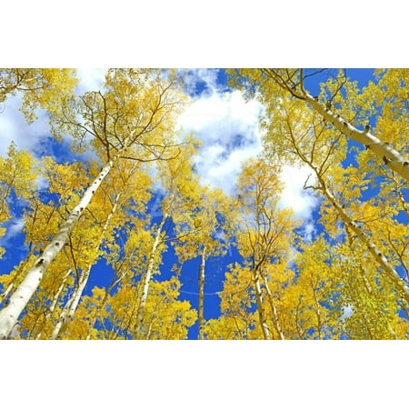 Autumn Foliage: Aspen Trees in Fall Colors Print Wall Art By robert cicchetti