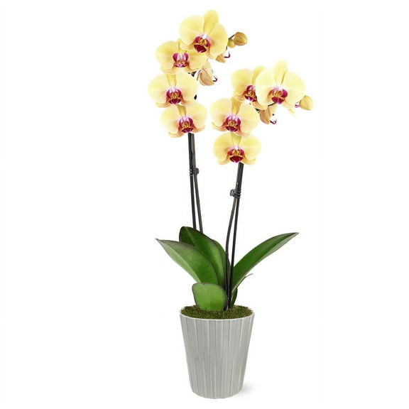 Just Add Ice 16-30" Yellow and Purple Premium Orchid Live Plant in 5" Grey Ceramic Pot, House Plant