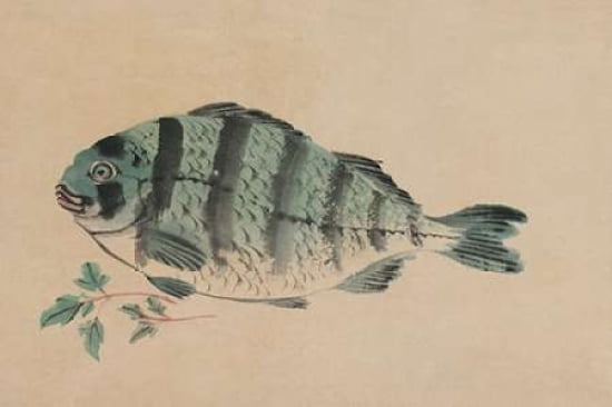 Striped Bass Canvas