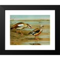 thumbnail image 2 of Louis Agassiz Fuertes 24x18 Black Modern Framed Museum Art Print Titled - Egyptian Goose, Orinoco Goose (1922-1926), 2 of 5