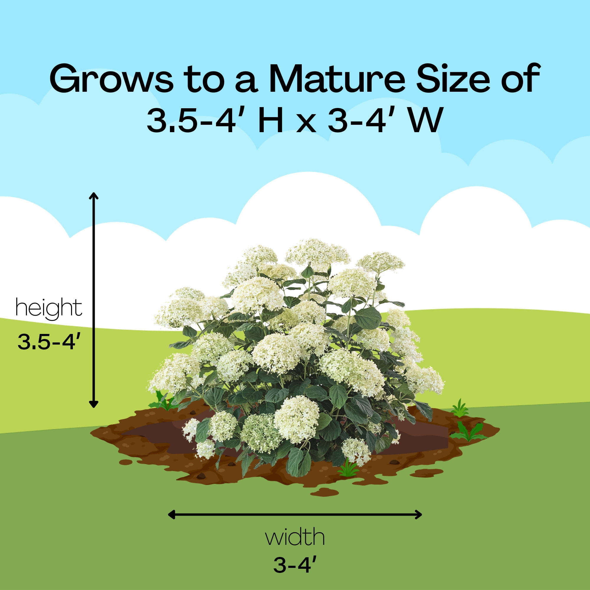 Proven Winners ColorChoice Incrediball Storm Proof Hydrangea Live Shrub (5 Gallon)