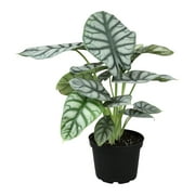Silver Dragon Alocasia, Unique Houseplant | 6in. Grow Pot; Filtered Light | Element by Altman Plants