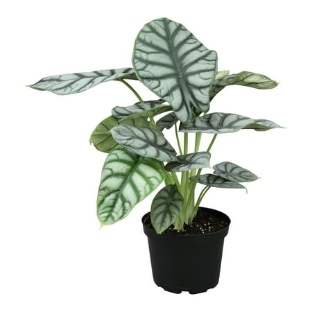 Silver Dragon Alocasia, Unique Houseplant | 6in. Grow Pot; Filtered Light | Element by Altman Plants