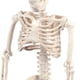 thumbnail image 5 of Esqueleto De Juguete De Halloween De 40 Cm, Esqueleto Articulado De Cuerpo Completo, Esqueleto De Halloween Con Articulaciones Móviles Sweethay HA029421-00, 5 of 6