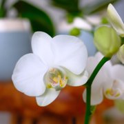 Element Large White Live Orchid Decor (Approx 22 Tall) in 5 Blue & White Planter