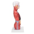 thumbnail image 4 of Modelo de torso humano de 28 cm, órganos internos desmontables, modelo de ensamblaje anatómico didáctico., 4 of 14