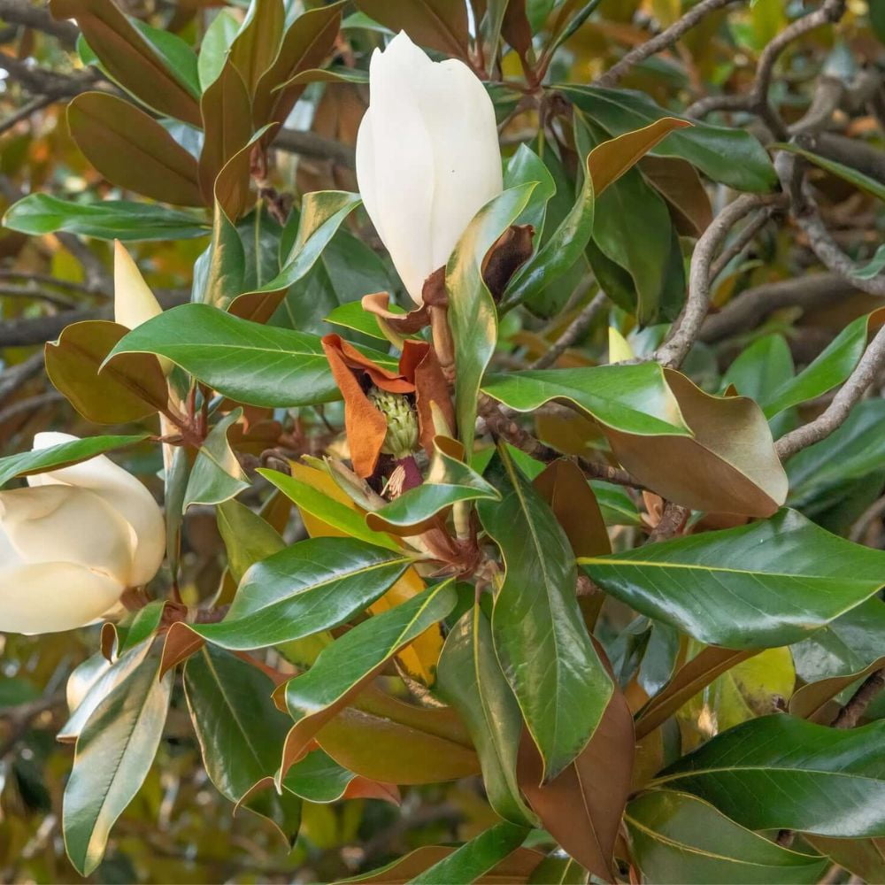 Expert Gardener 2-3 ft. tall Kay Paris Southern Magnolia Live Tree