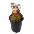 thumbnail image 2 of Chick Charms® Trio - Honeycrisp Twist™ - Sempervivum - 3.5" Pot, 2 of 3