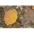 thumbnail image 2 of Grall, Don 24x17 Black Ornate Wood Framed with Double Matting Museum Art Print Titled - CO, Gunnison NF Aspen leaf and lichen on rock, 2 of 4