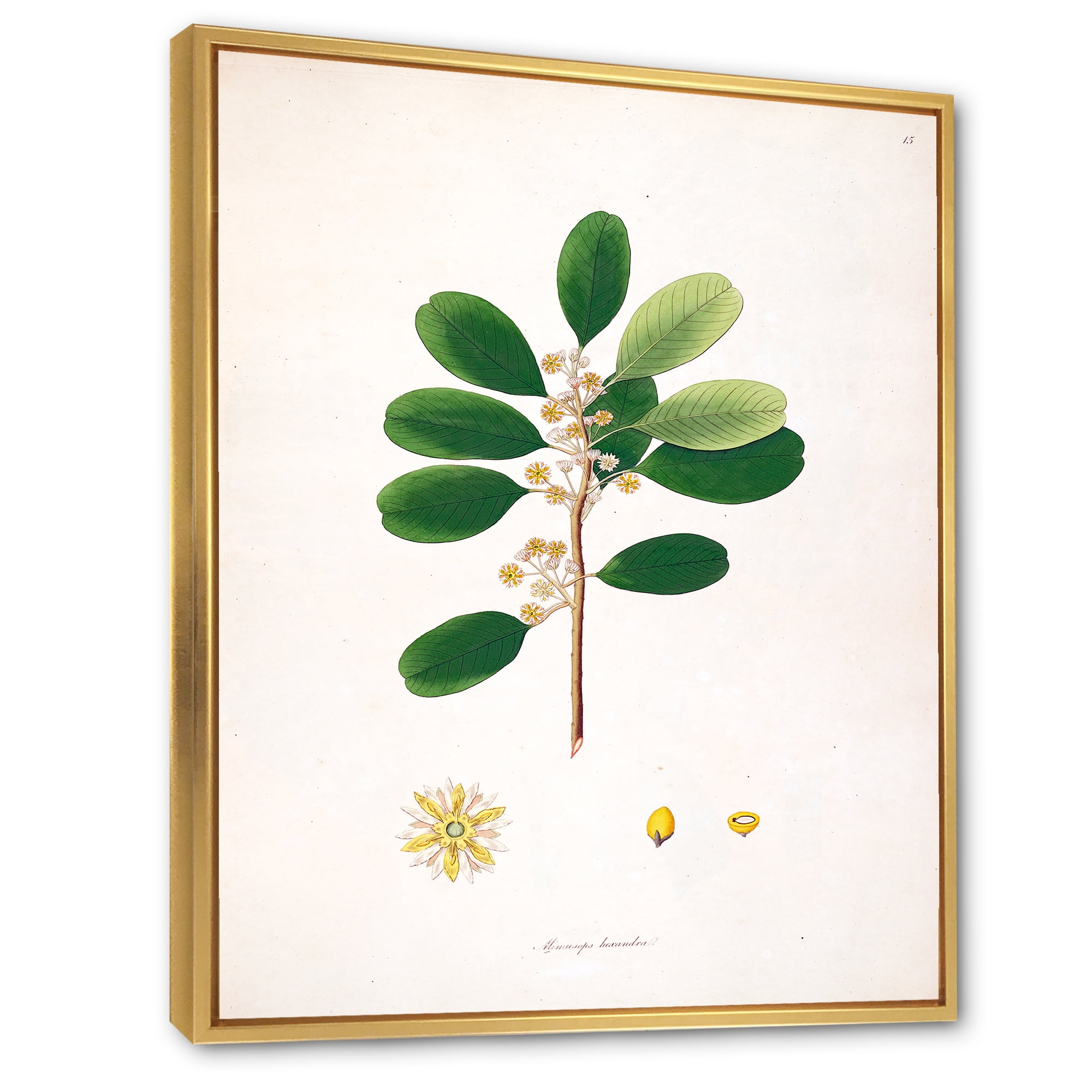 Designart 'Ancient London Plants IX' Farmhouse Framed Canvas Wall Art Print