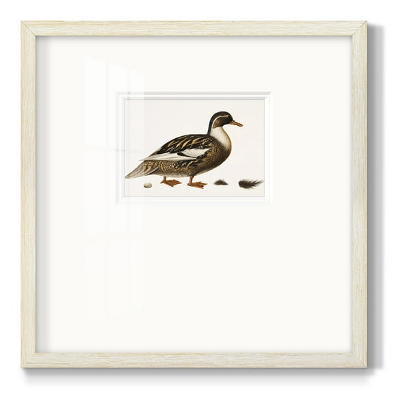 Golden MallardPremium Framed Print