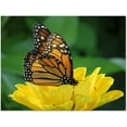 thumbnail image 3 of Small World Greetings Monarch Butterfly Note Cards 12 Count-Blank Inside with White Envelopes-A2 Size 5.5" x 4.25"-Summer Greeting Cards-Nature Stationery-Birthday, Thank You, and Much More, 3 of 8