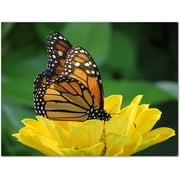 Small World Greetings Monarch Butterfly Note Cards 12 Count-Blank Inside with White Envelopes-A2 Size 5.5 x 4.25-Summer Greeting Cards-Nature Stationery-Birthday, Thank You, and Much More