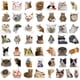 thumbnail image 1 of 50 pegatinas con expresiones populares de gatos para maletas, bolígrafos, guitarras y cuadernos, 1 of 8