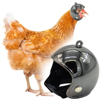 bird on a motorcycle wearing helmet Hen Helmets Fnochy Funny Chicken Helmet for