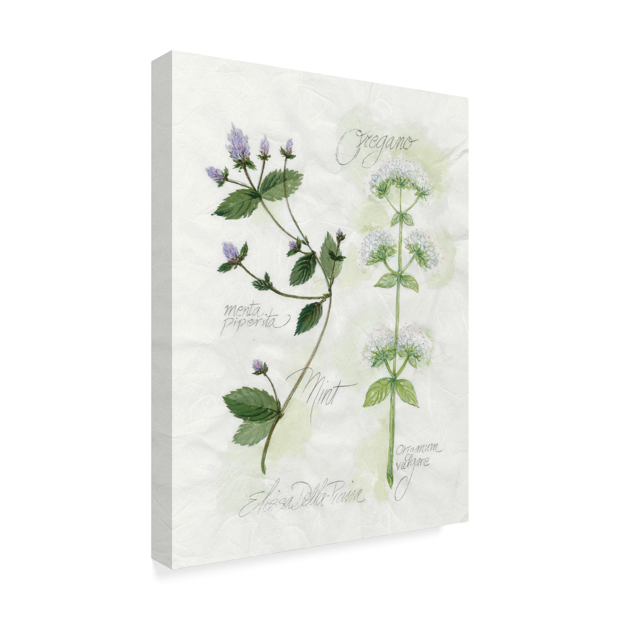 Trademark Fine Art 'Oregano and Mint' Canvas Art by Elissa Della-Piana