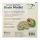 thumbnail image 2 of Modelo Codificado Del Cerebro Humano Por Colores / Brain Learning Resources Modelo Codificado Del Cerebro Humano Por Colores, 2 of 2
