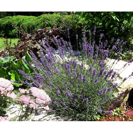 Canvas Print Nature Fragrance Garden Plant Lavender Perfume Stretched Canvas 10 x